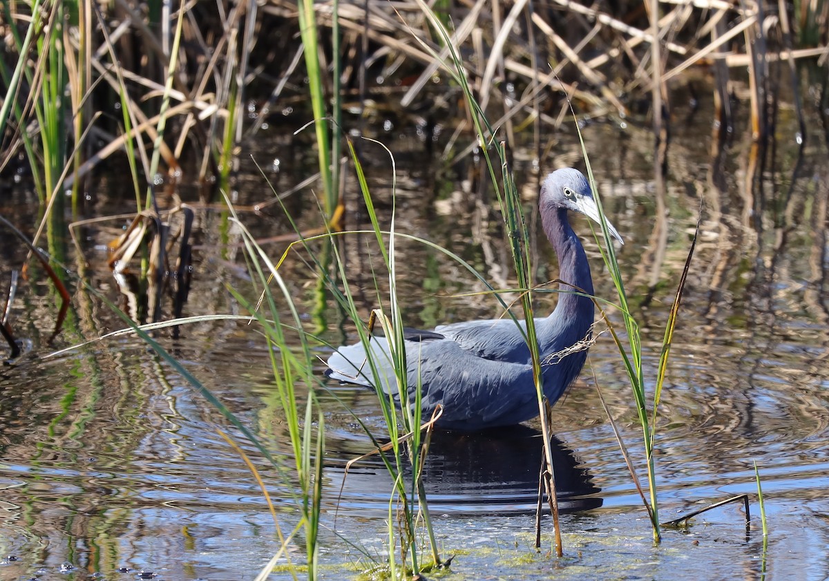 Little Blue Heron - ML644462114