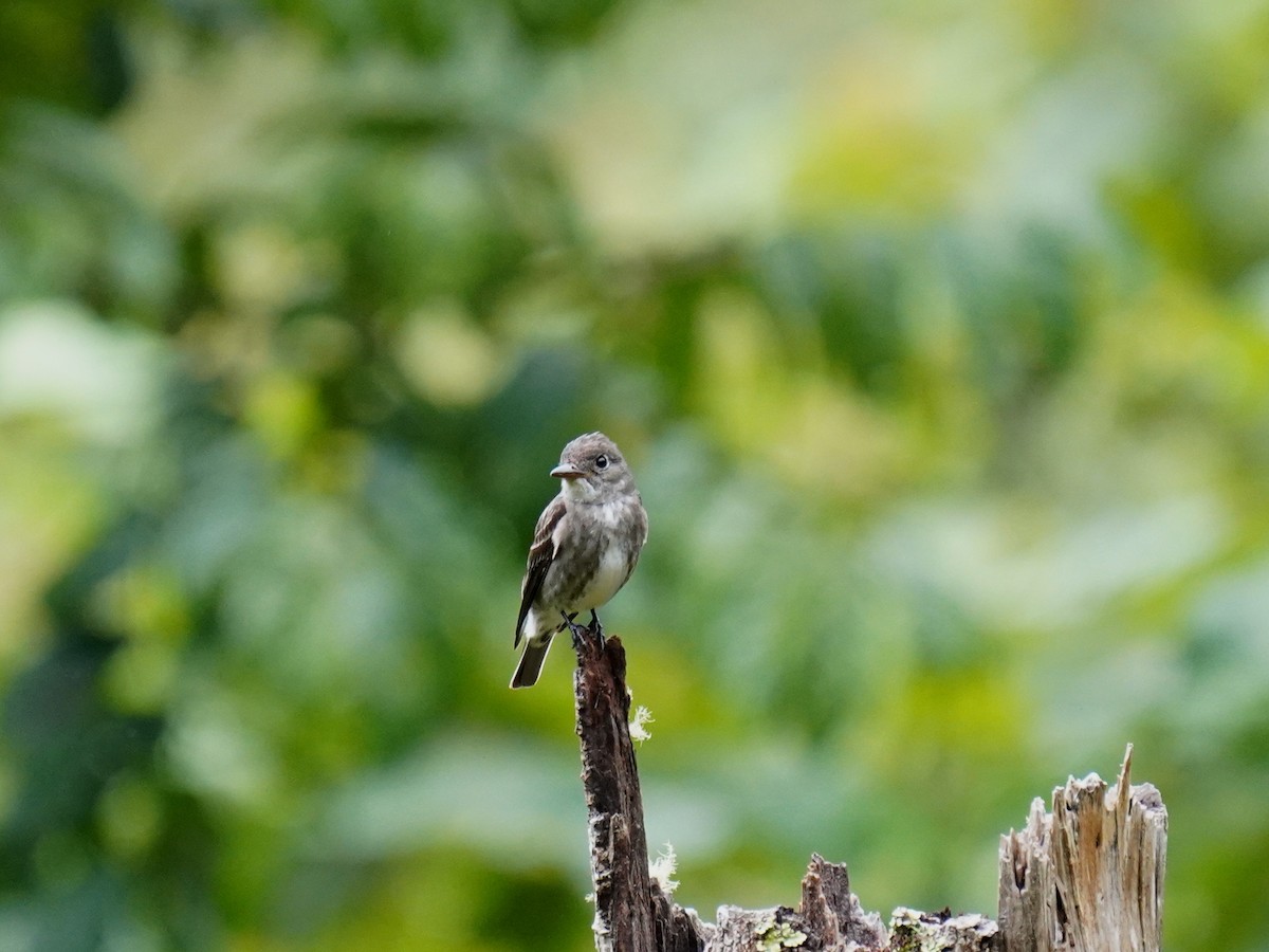 Olive-sided Flycatcher - ML644462117
