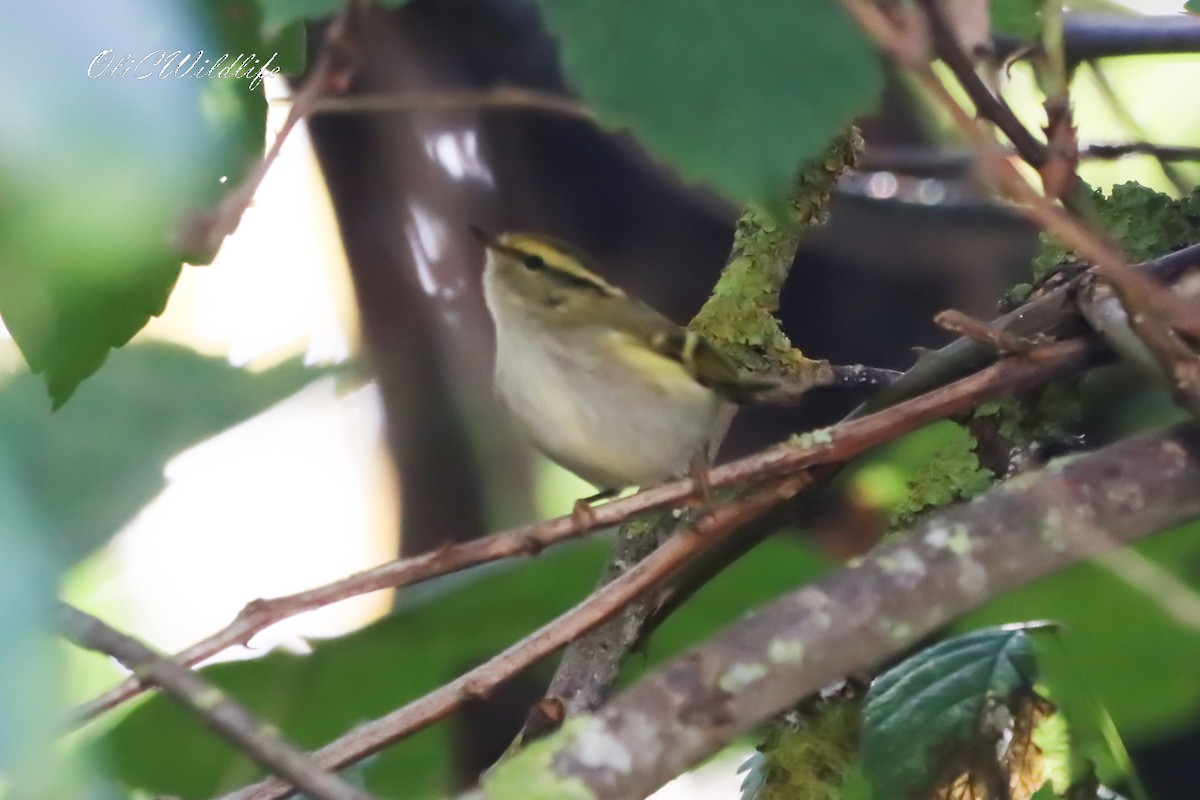 Pallas's Leaf Warbler - ML644462118