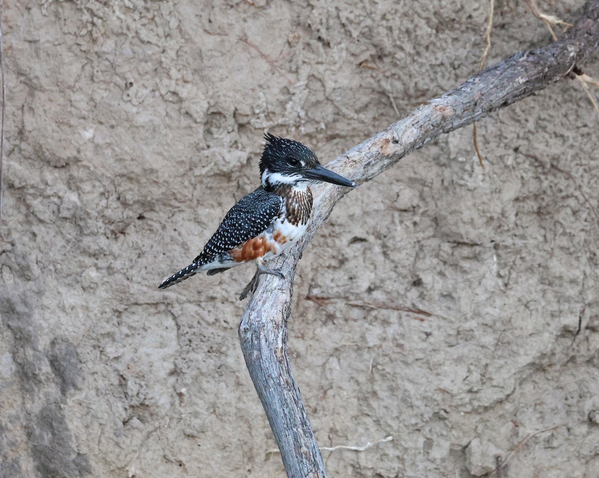 Giant Kingfisher - ML644462121