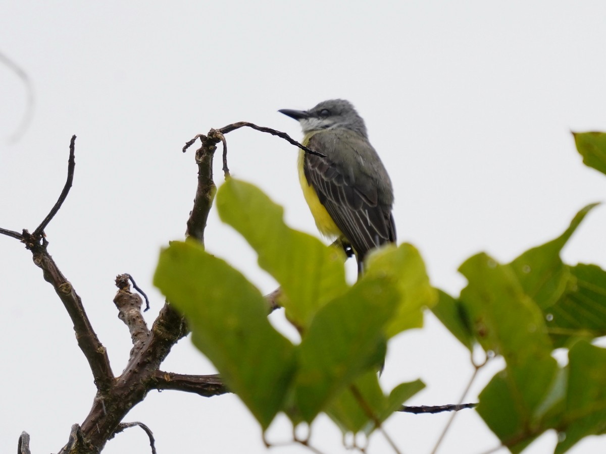 Tropical Kingbird - ML644462132