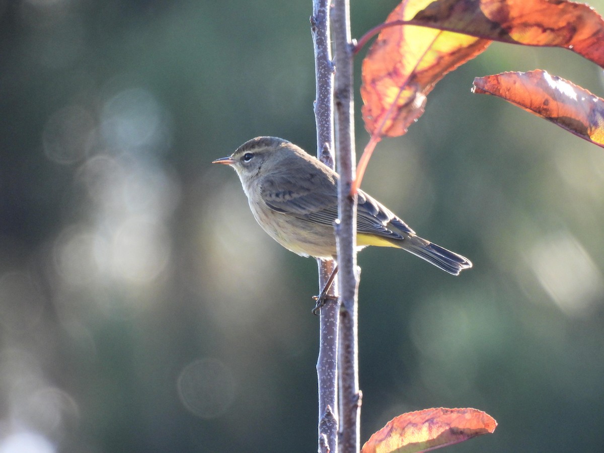 Palm Warbler - ML644462133