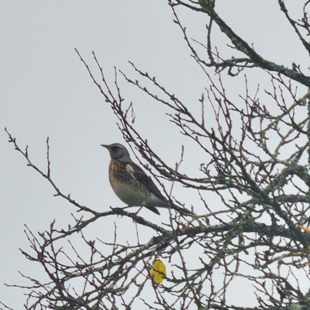 Fieldfare - ML644462134