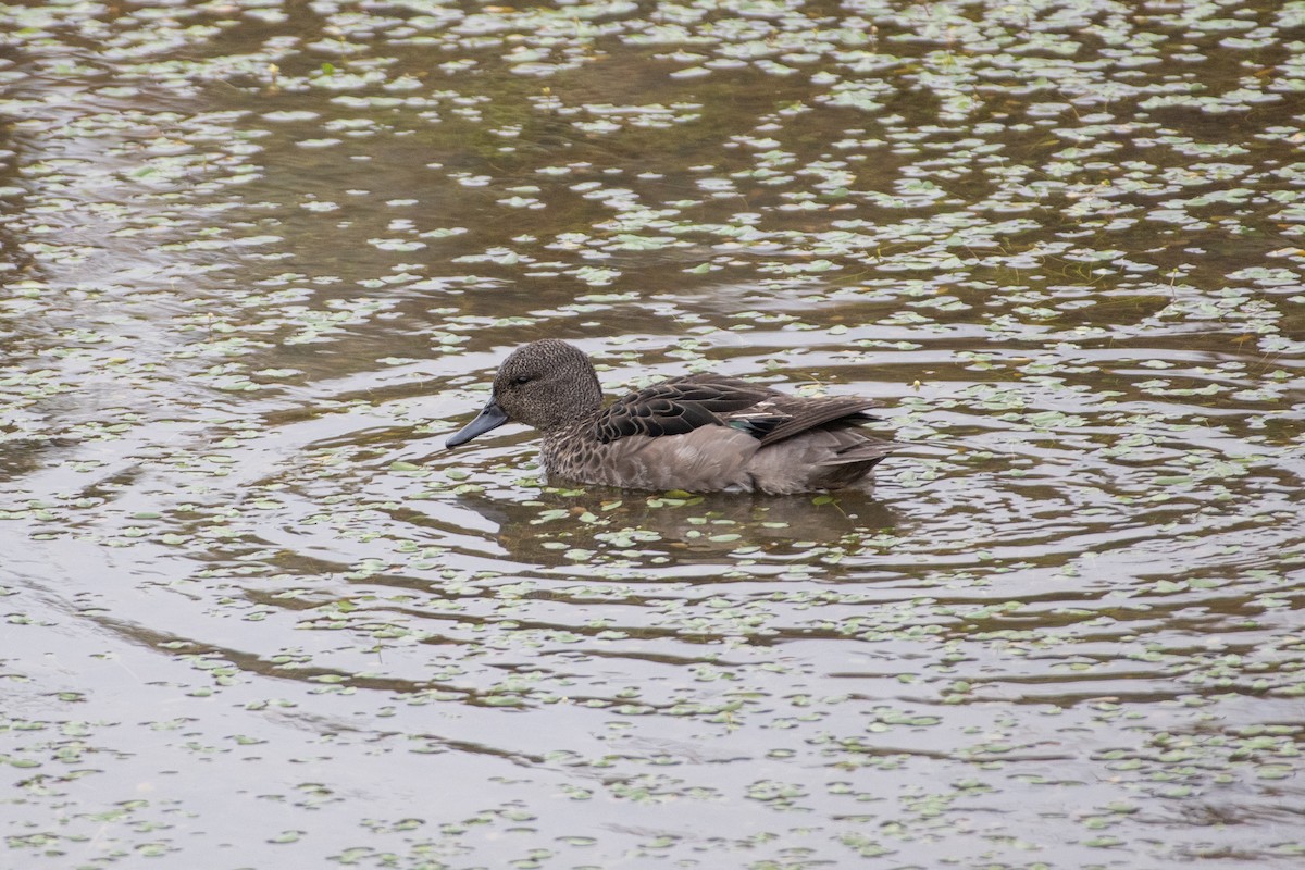 アンデスコガモ - ML644462138