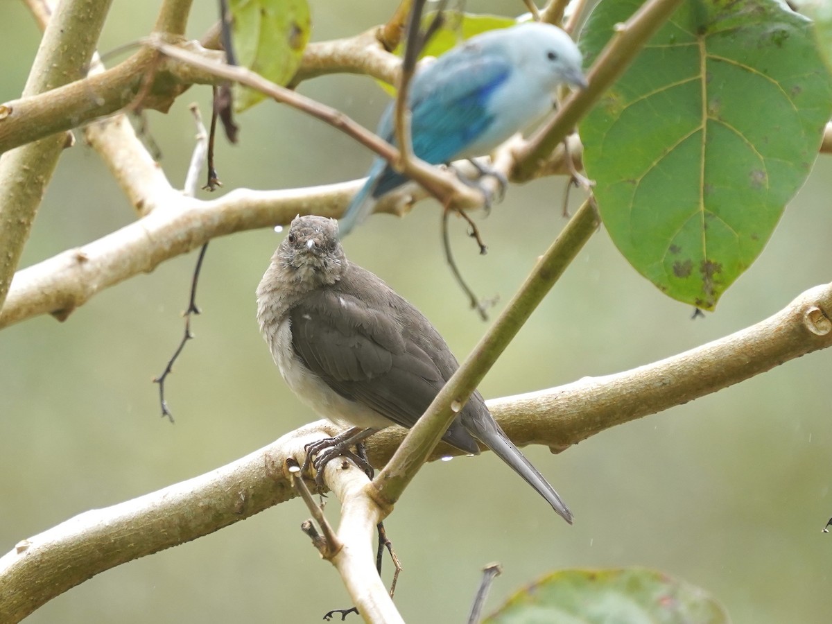 Black-billed Thrush - ML644462140