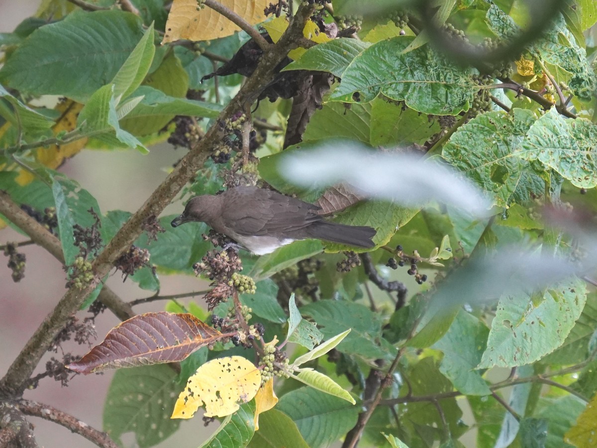 Black-billed Thrush - ML644462141