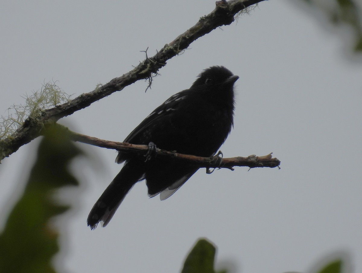 Variable Antshrike - ML644462145
