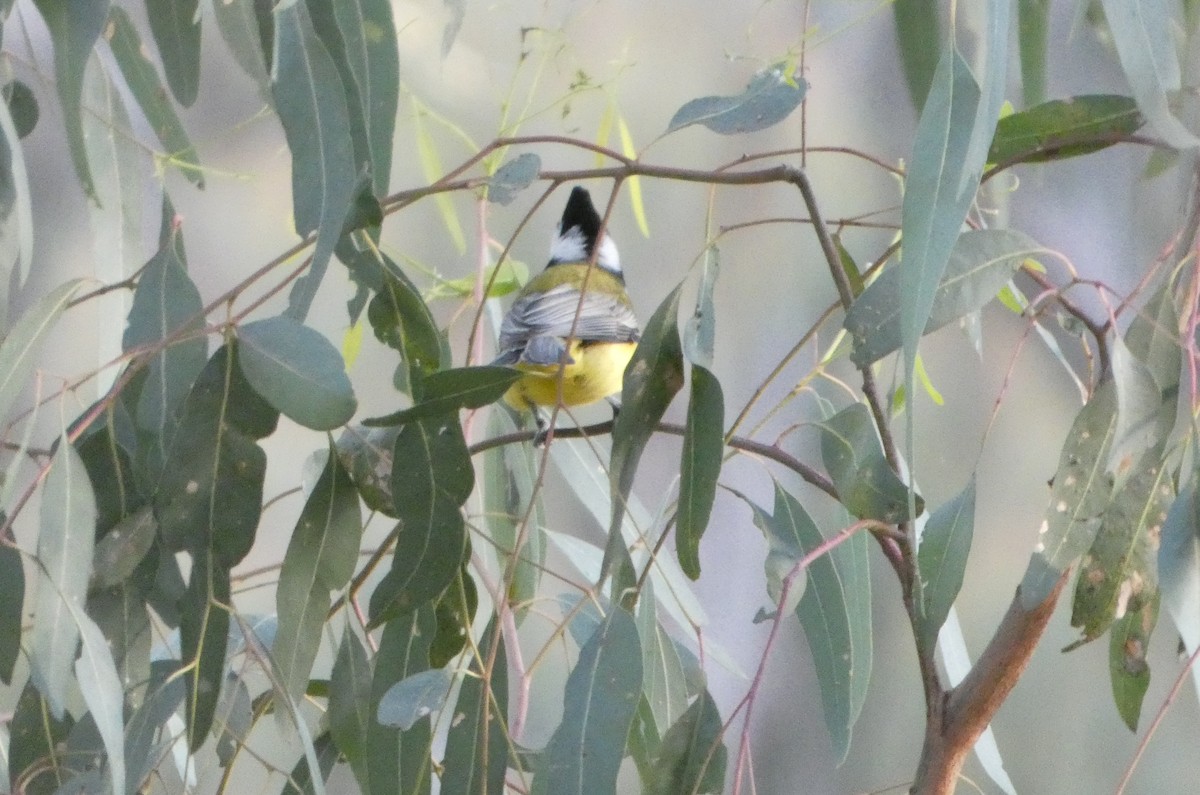 Doğulu Kerpetenkuşu - ML644462147