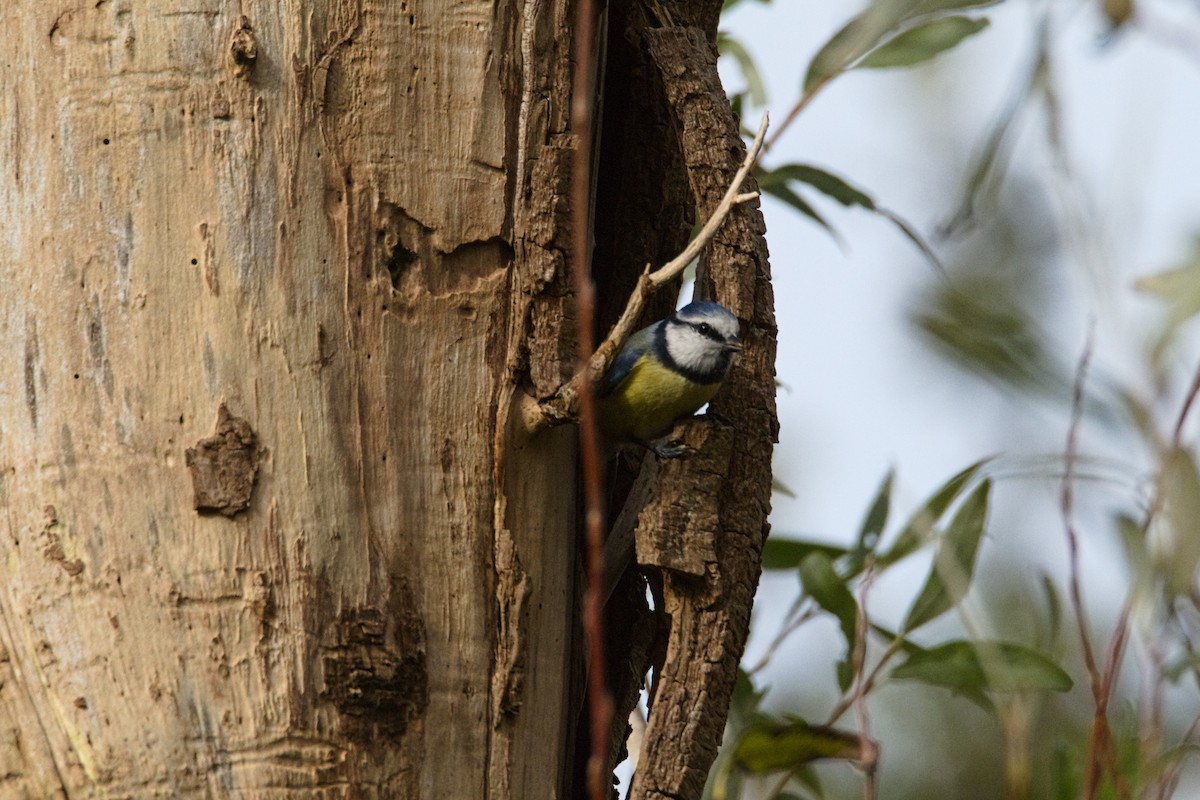 Eurasian Blue Tit - ML644462148