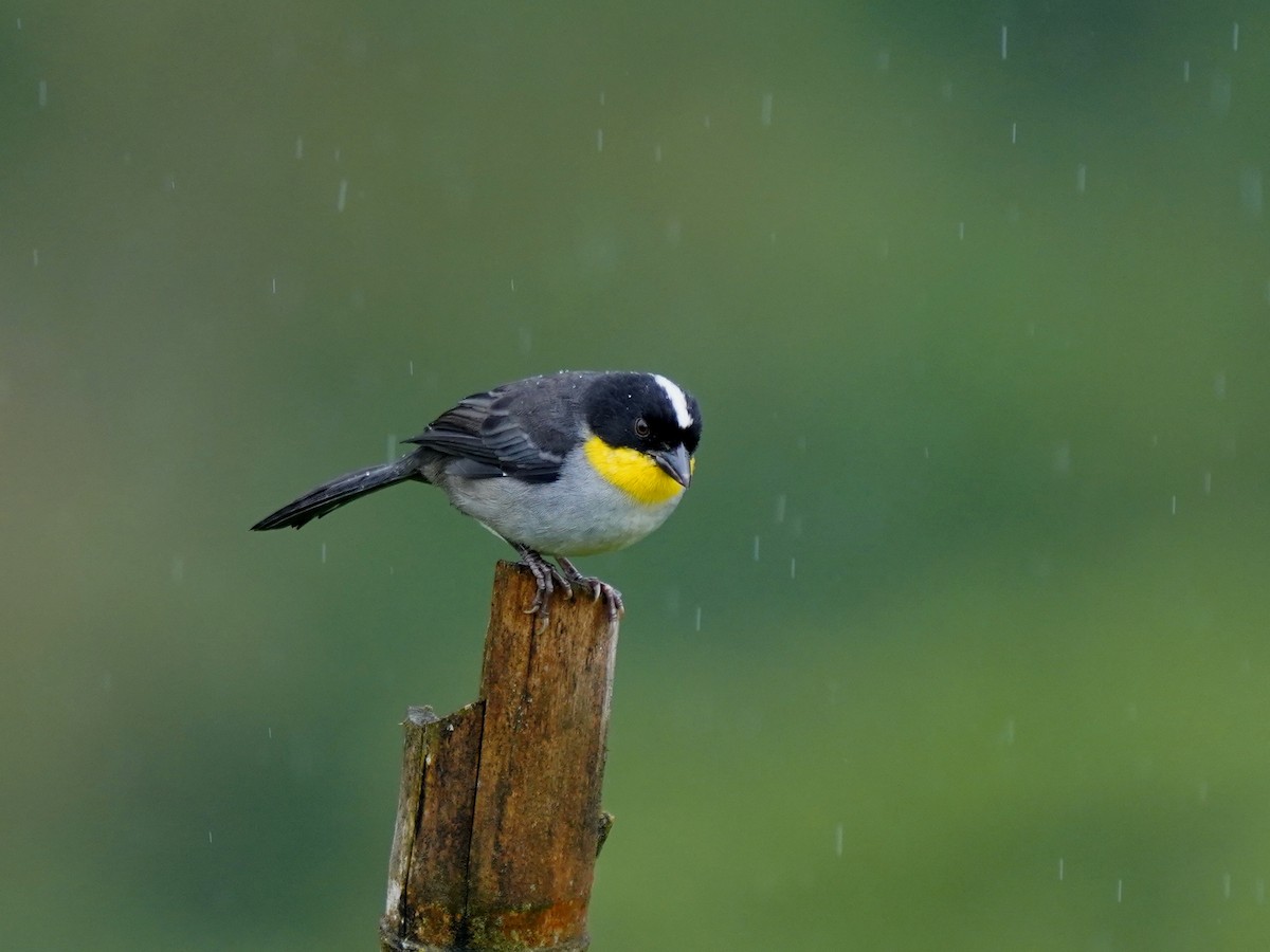 White-naped Brushfinch - ML644462149