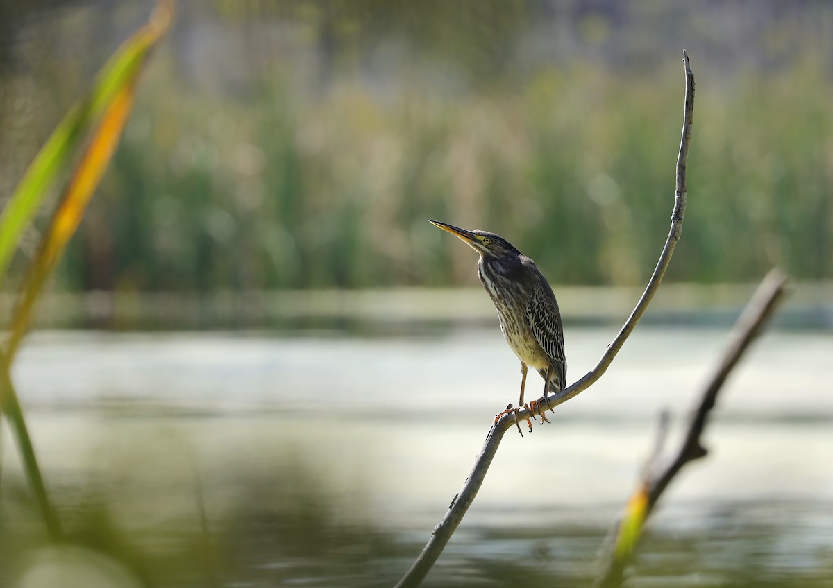 Green Heron - ML644462154