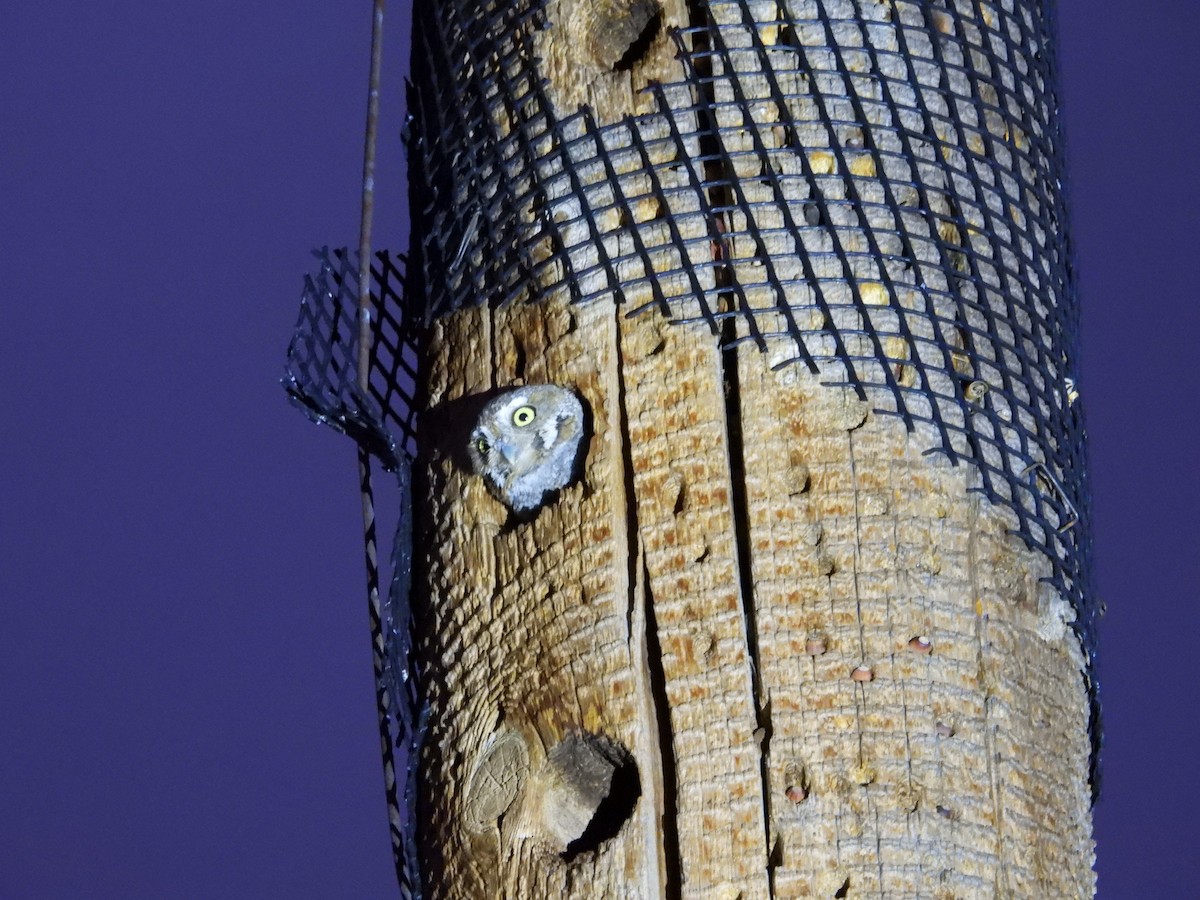 alveugle - ML644462155