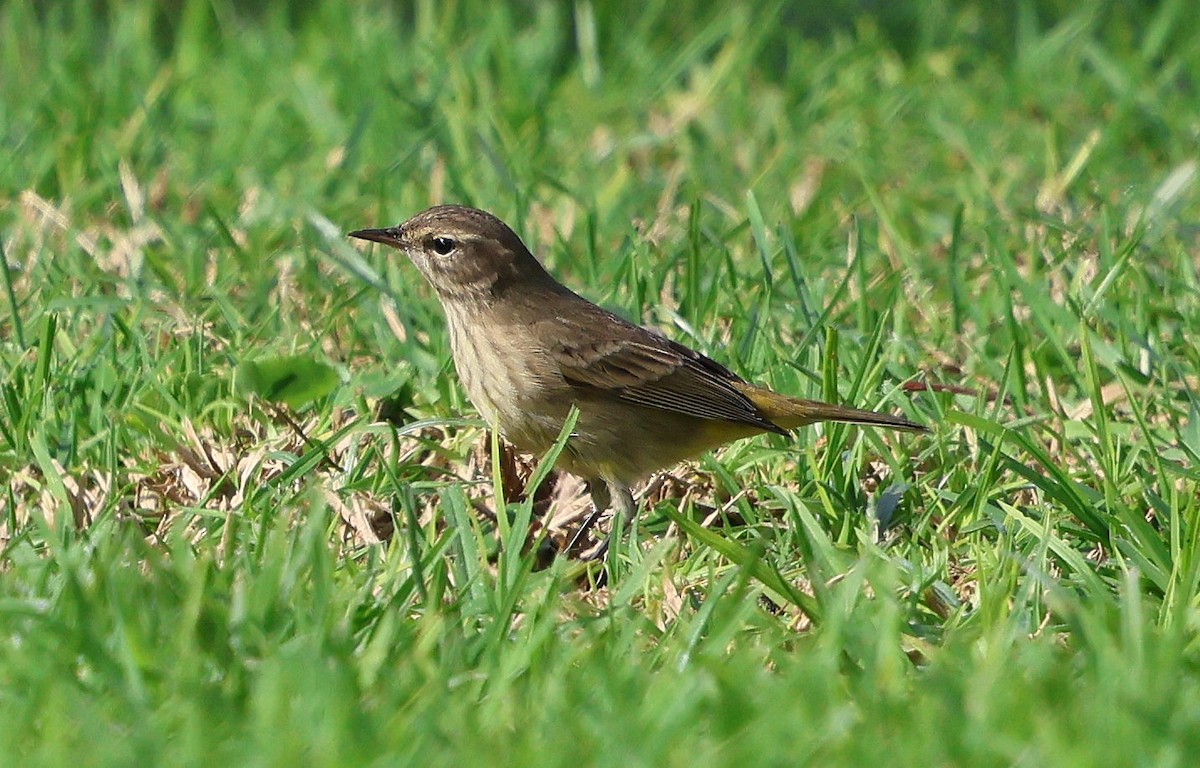 lesňáček bažinný - ML644462156