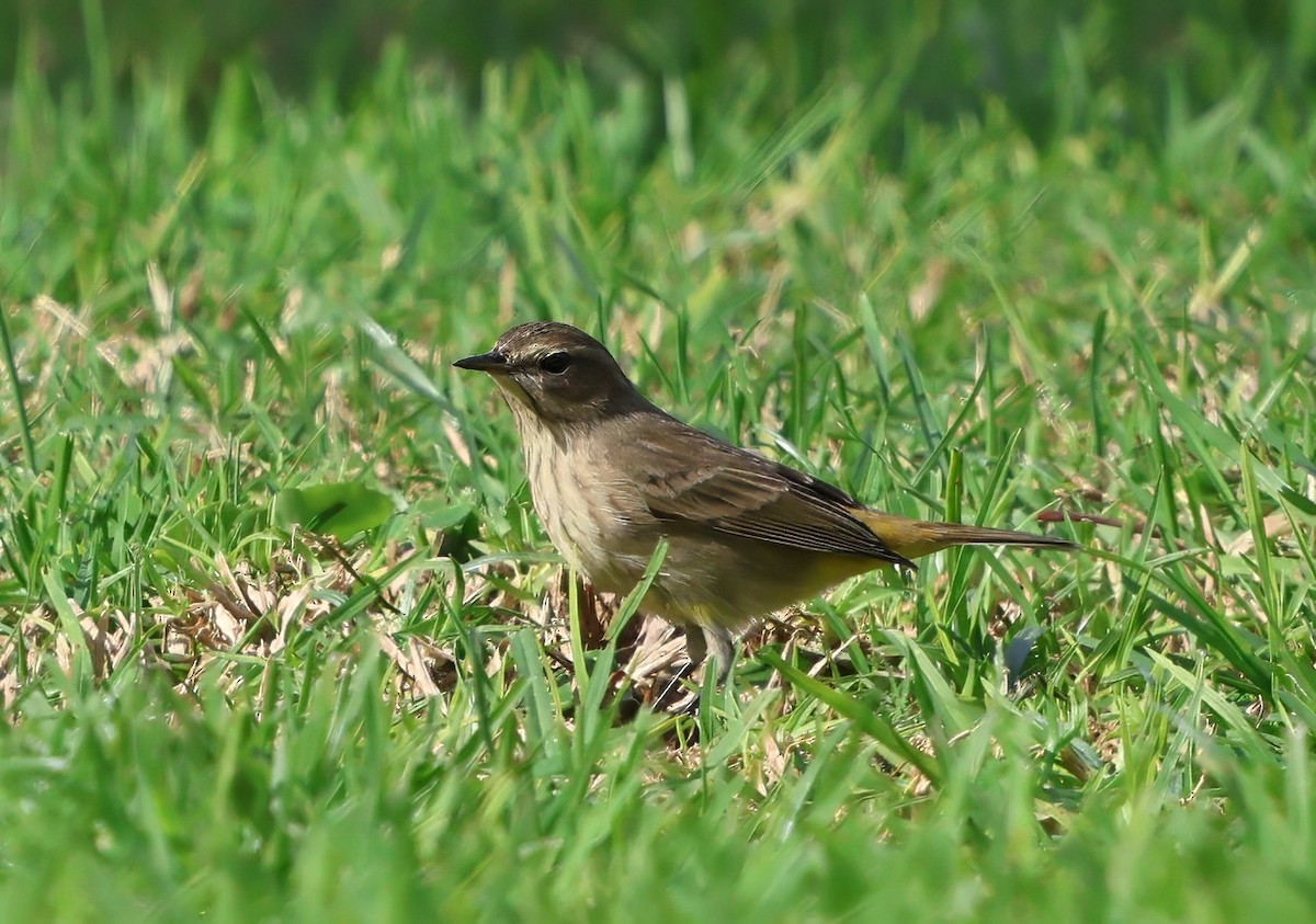 lesňáček bažinný - ML644462157