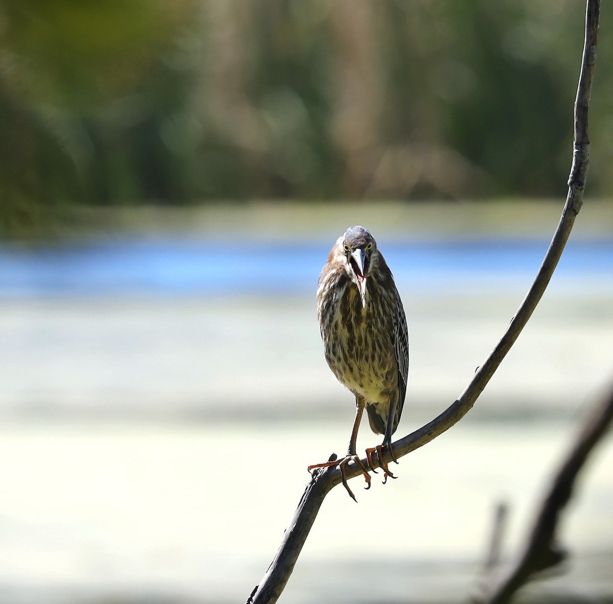 Green Heron - ML644462159