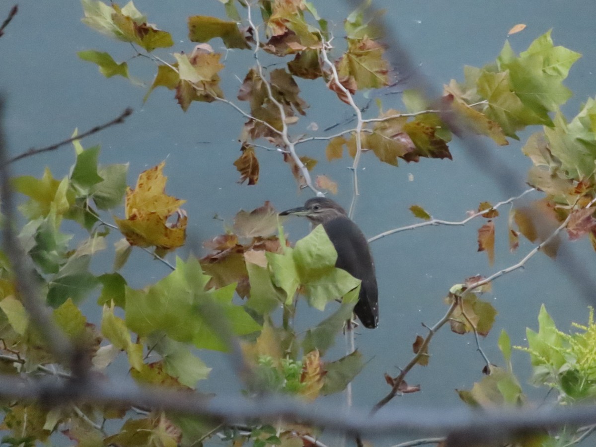 Black-crowned Night Heron - ML644462160