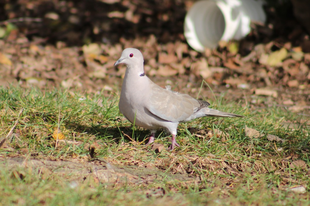 hrdlička zahradní - ML644462163