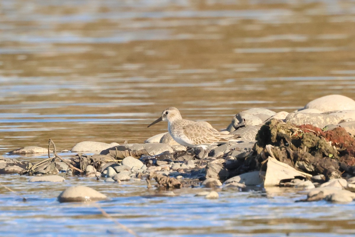 jespák obecný - ML644462164