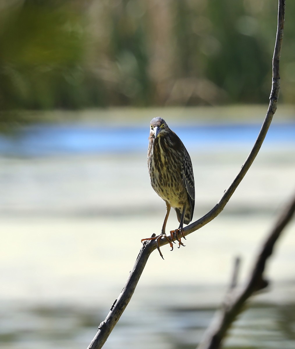 Green Heron - ML644462165