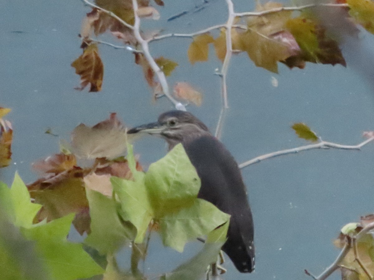 Black-crowned Night Heron - ML644462166