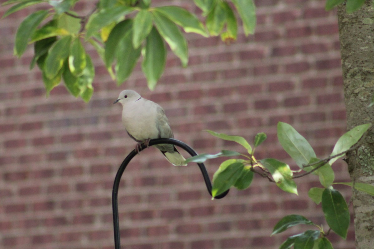 hrdlička zahradní - ML644462171