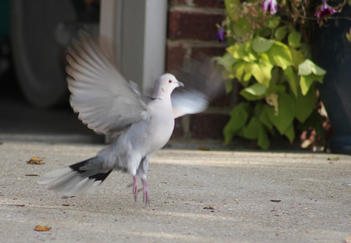 hrdlička zahradní - ML644462174