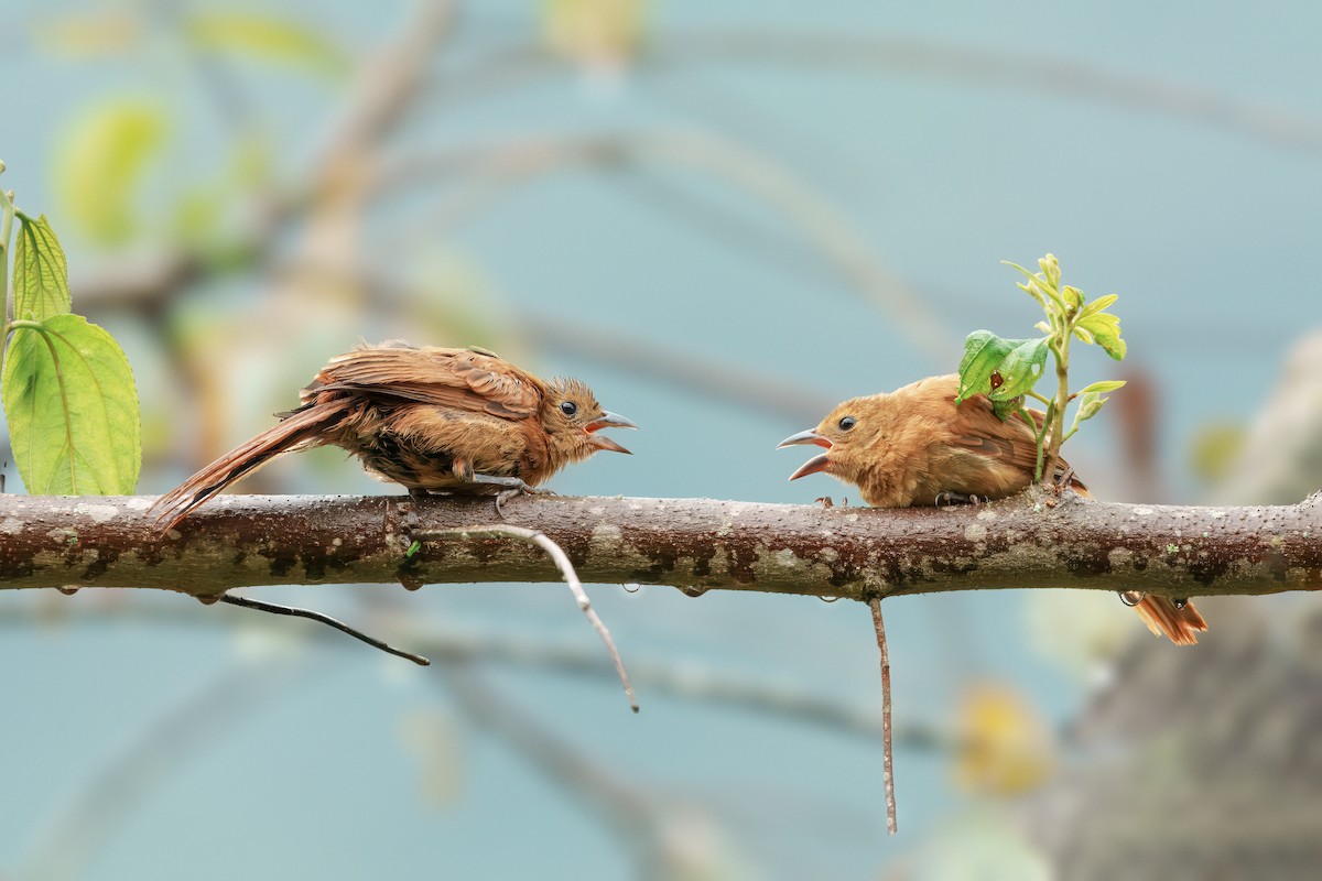 クロフウキンチョウ - ML644462175