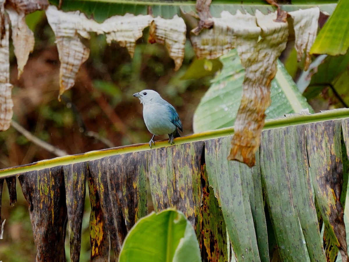 Blue-gray Tanager (Blue-gray) - ML644462179