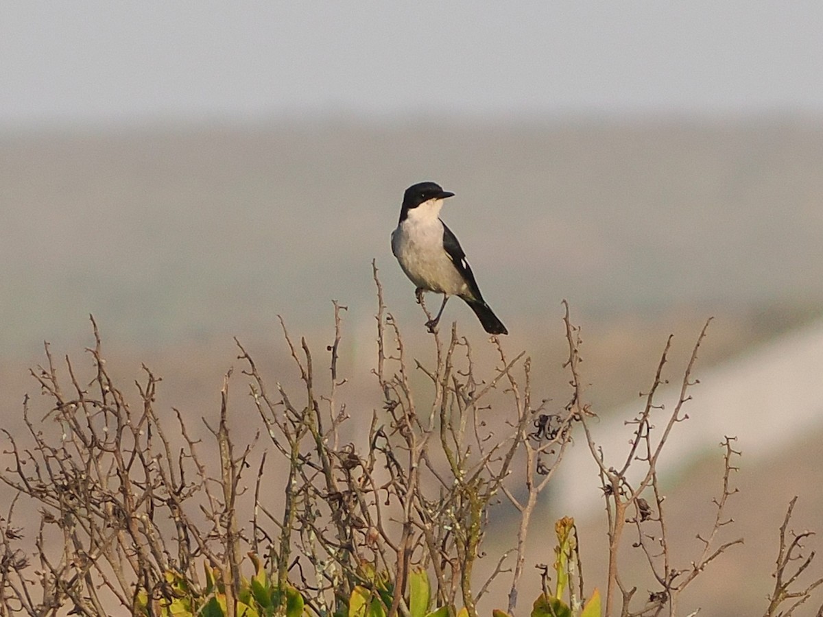 Fiscal Flycatcher - ML644462183