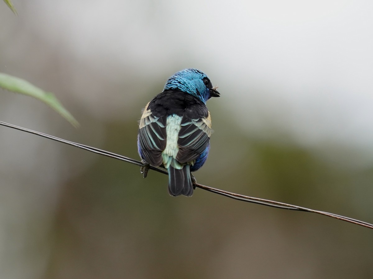 Blue-necked Tanager - ML644462189