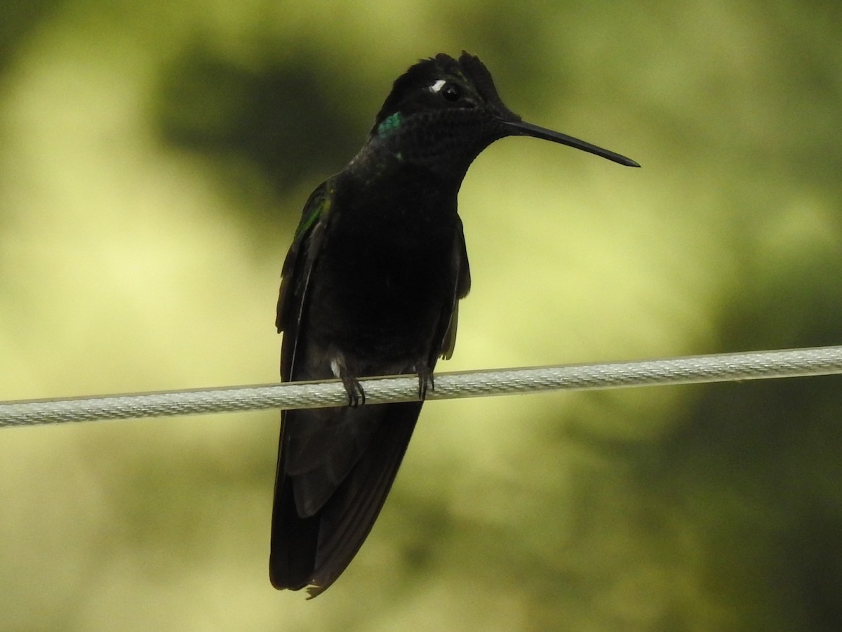 purpurissekolibri - ML644462190