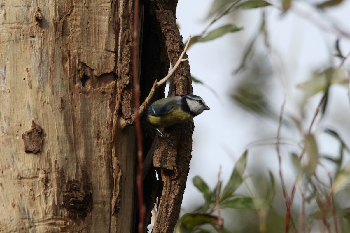 Eurasian Blue Tit - ML644462194