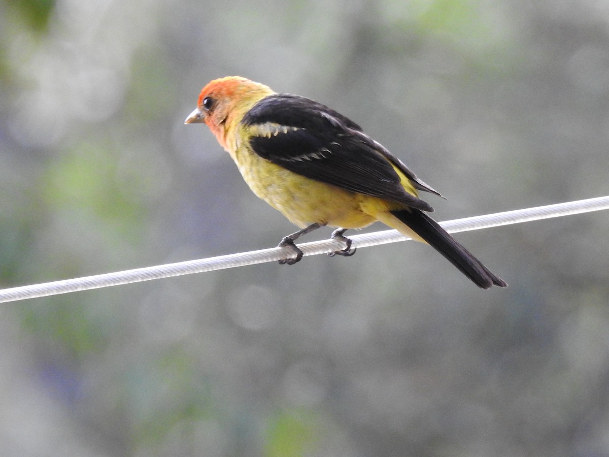 Желтоплечая пиранга - ML644462196