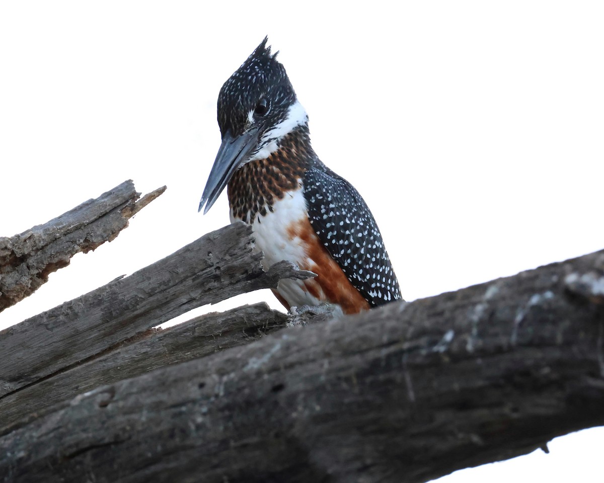 Giant Kingfisher - ML644462197