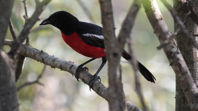 Crimson-breasted Gonolek - ML644462199