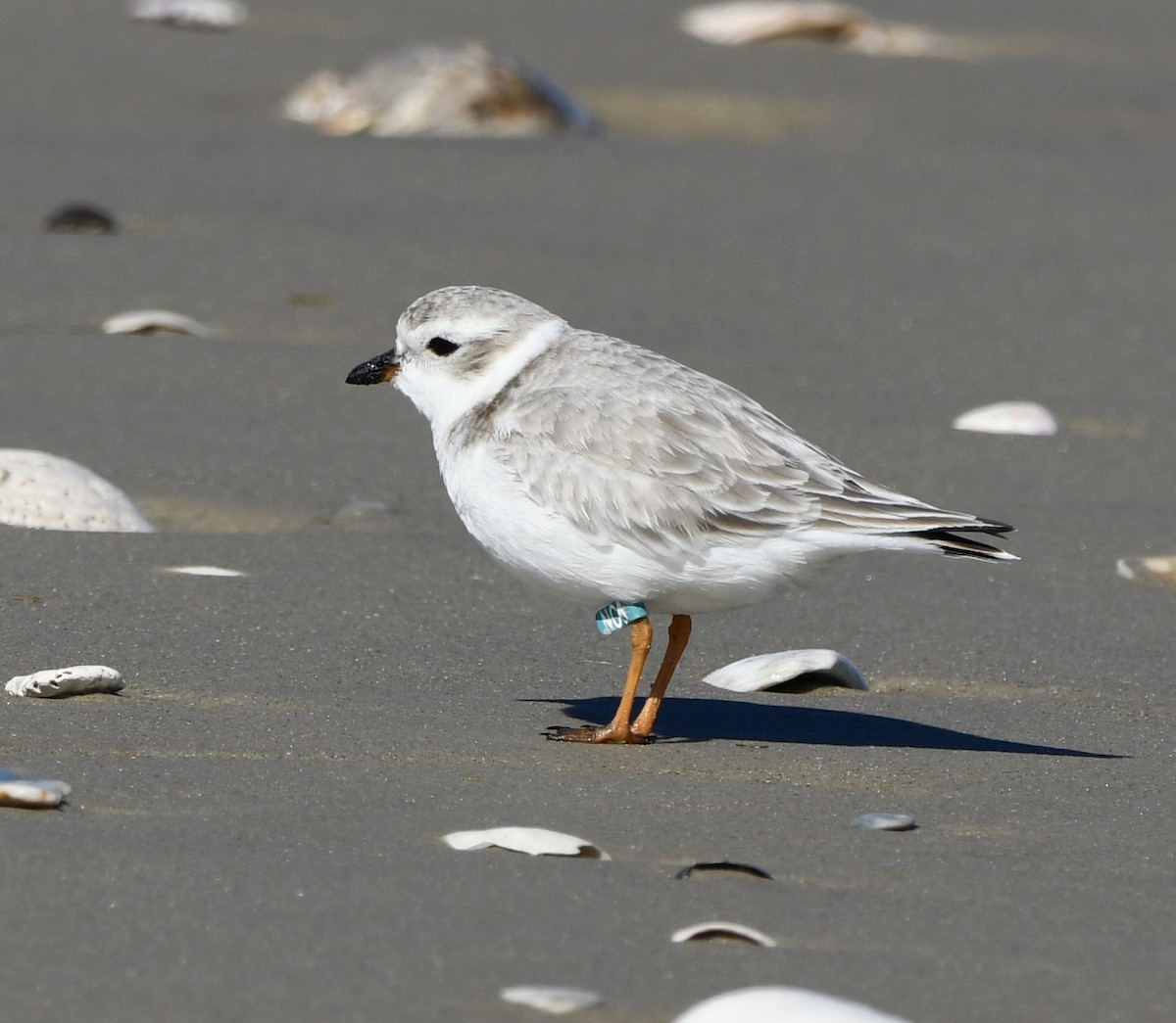 Islıkçı Cılıbıt - ML644462210