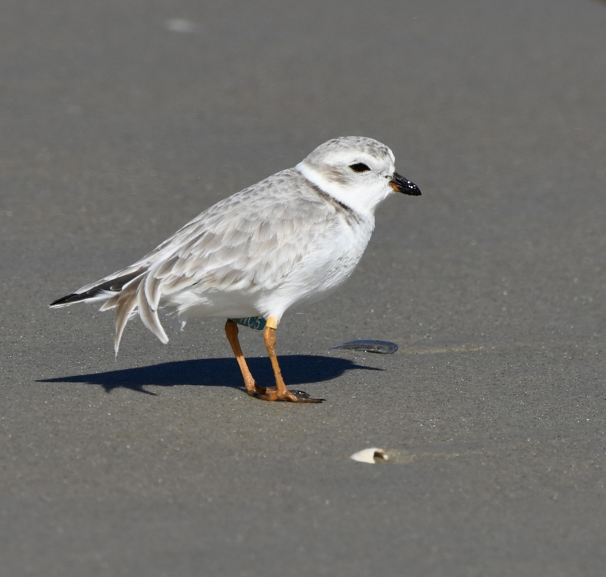 Islıkçı Cılıbıt - ML644462216