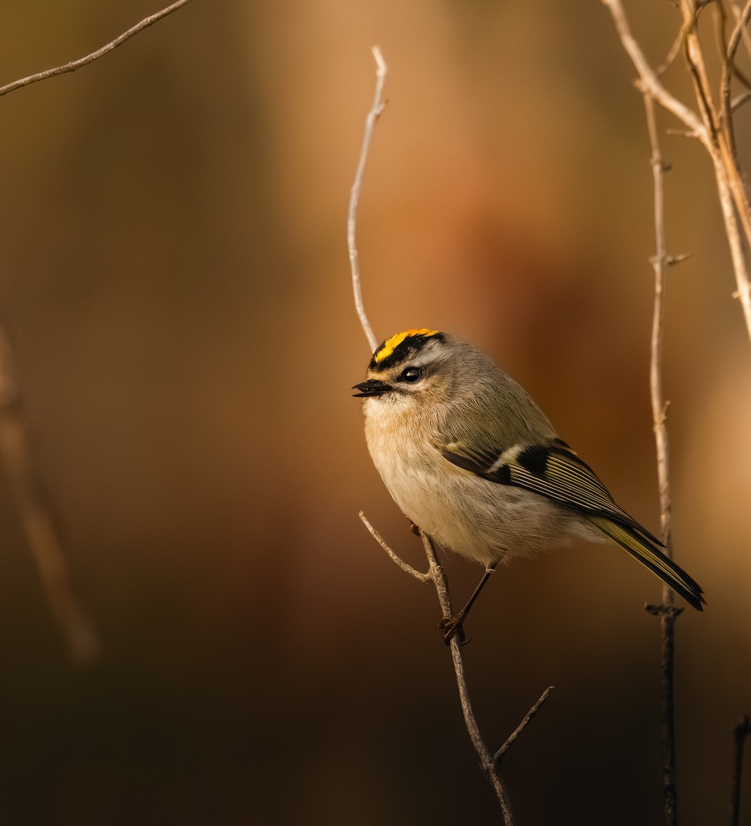 Roitelet à couronne dorée - ML644462217