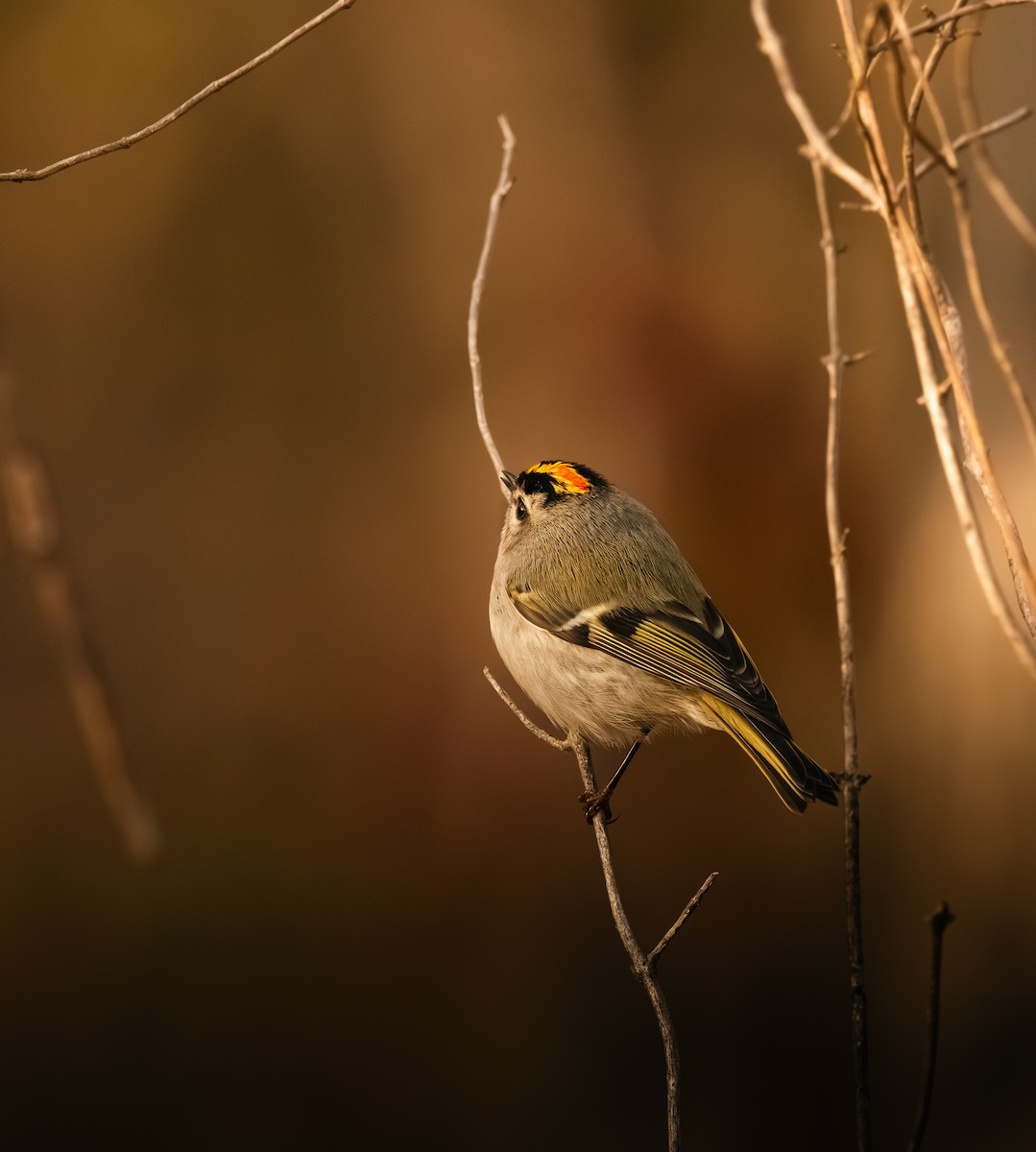 Roitelet à couronne dorée - ML644462218