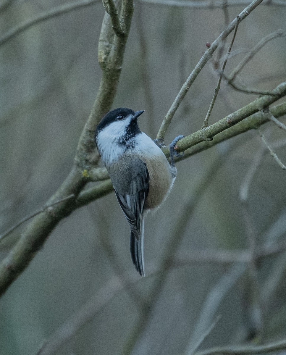 Black-capped Chickadee - ML644462221