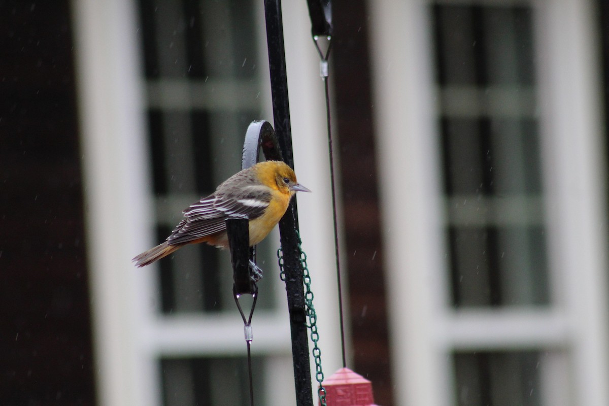 Baltimore Oriole - ML644462224