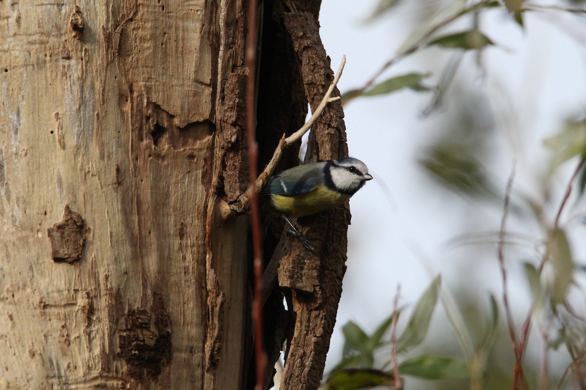 Eurasian Blue Tit - ML644462226