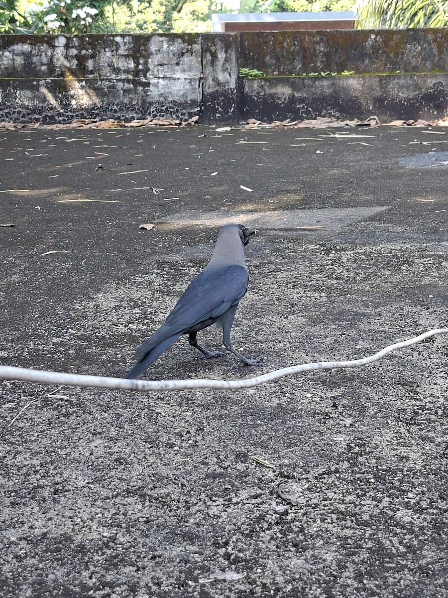 House Crow - ML644462227