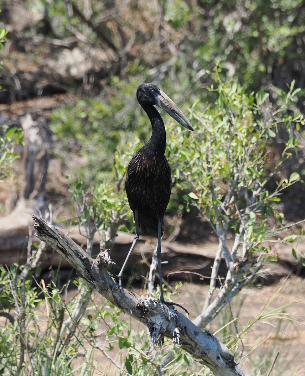 Matxardamoko beltza - ML644462234