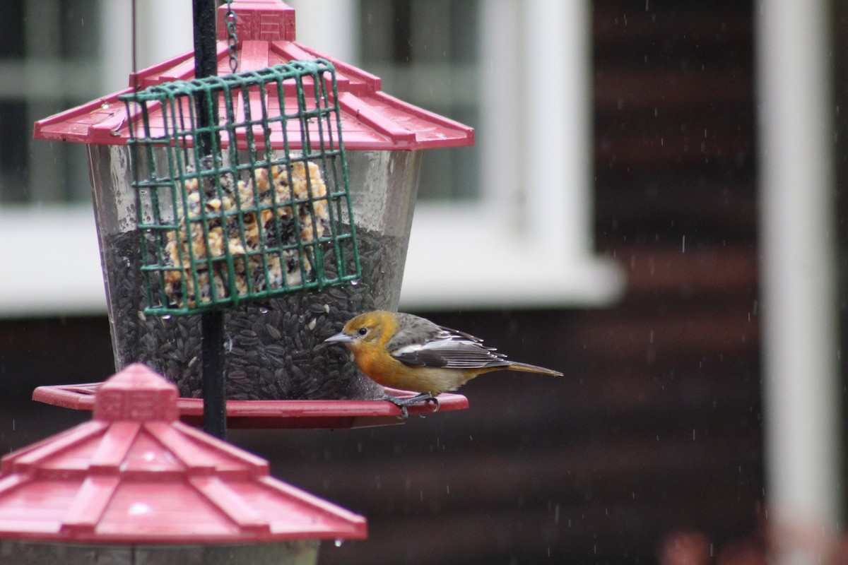 Baltimore Oriole - ML644462243