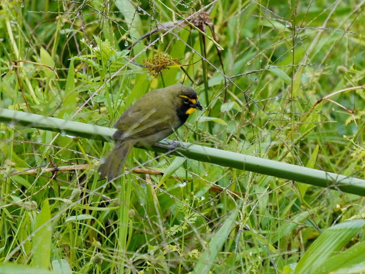 Yellow-faced Grassquit - ML644462245