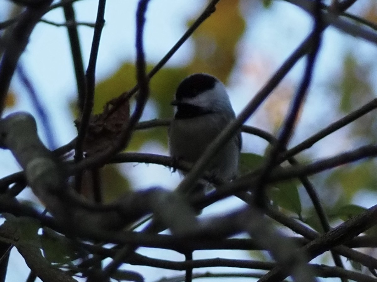 Carolina Chickadee - ML644462248