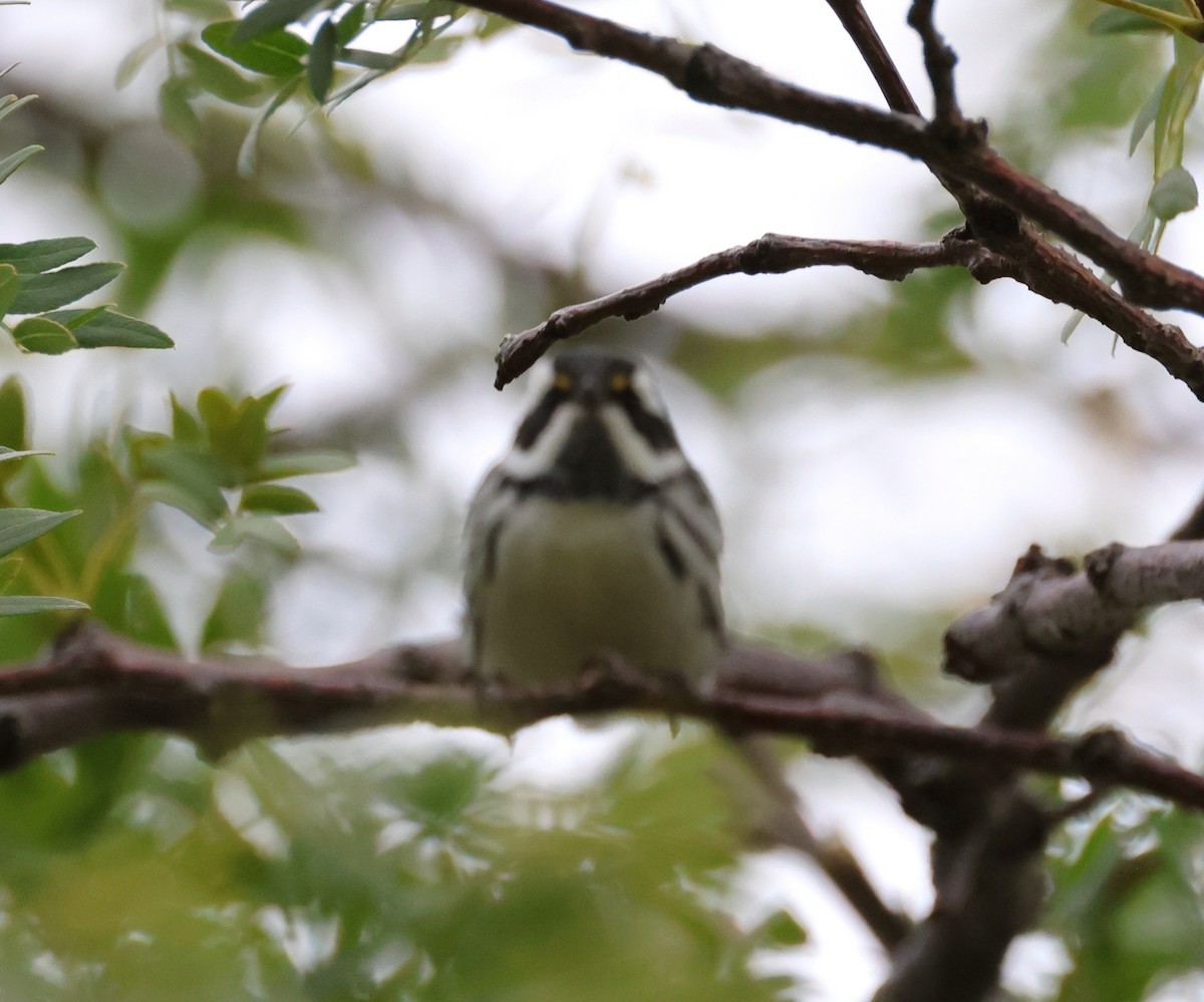 Black-throated Gray Warbler - ML644462249