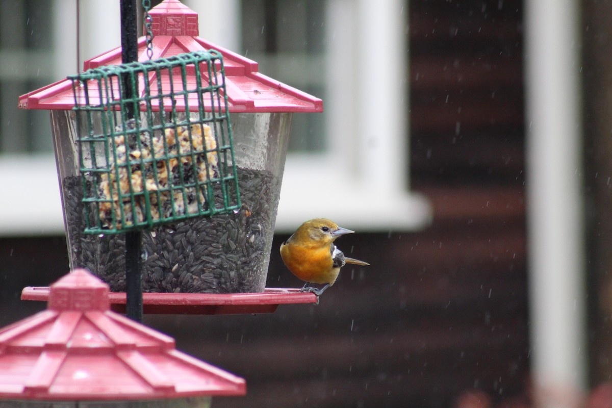 Baltimore Oriole - ML644462258