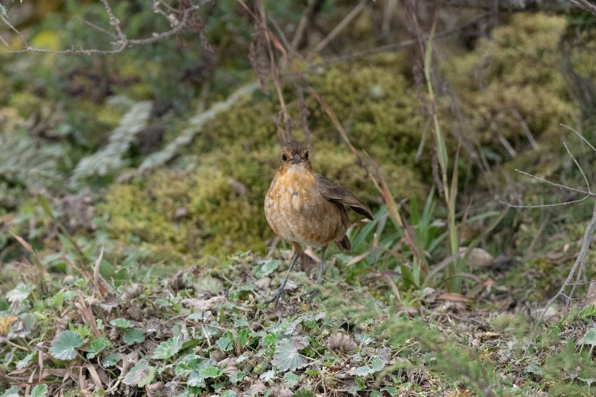 Boyaca Antpitta - ML644462272